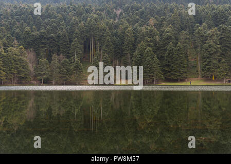 Pini vicino al lago Abant con la riflessione di Bolu in Turchia. Foto Stock