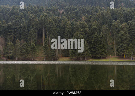 Pini vicino al lago Abant con la riflessione di Bolu in Turchia. Foto Stock