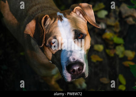 Ritratto di cane con foglie di autunno in background. Carino staffordshire terrier cercando fino alla fotocamera Foto Stock