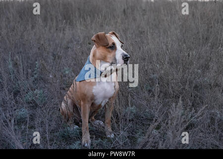 Ritratto di cane in autunno di fading erba. Carino staffordshire terrier dog sitter in un campo a camminare nelle ore serali Foto Stock