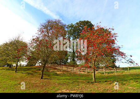 Ampthill, UK. 13 ottobre 2018. Autunno di sole e colori in Ampthill grande parco, Ampthill, Bedfordshire, Regno Unito il 13 ottobre 2018 Foto di Keith Mayhew Credito: KEITH MAYHEW/Alamy Live News Foto Stock