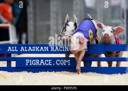 Los Angeles, Stati Uniti d'America. Xiii oct, 2018. Piggies correre in una gara nel mercato degli agricoltori a Los Angeles, Stati Uniti, 13 ottobre, 2018. Credito: Li Ying/Xinhua/Alamy Live News Foto Stock