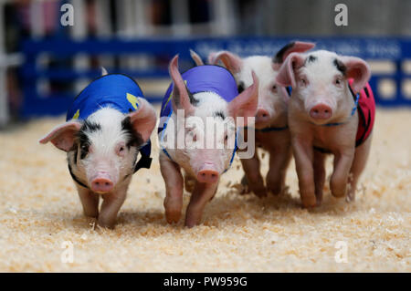 Los Angeles, Stati Uniti d'America. Xiii oct, 2018. Piggies correre in una gara nel mercato degli agricoltori a Los Angeles, Stati Uniti, 13 ottobre, 2018. Credito: Li Ying/Xinhua/Alamy Live News Foto Stock