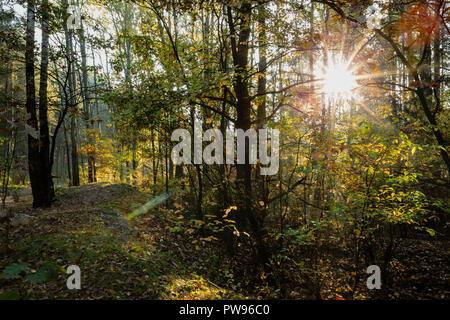 Lodz, Polonia. Il 14 ottobre 2018. Sunrise autunnali nella foresta. Credito: Slawomir Kowalewski/Alamy Live News Foto Stock