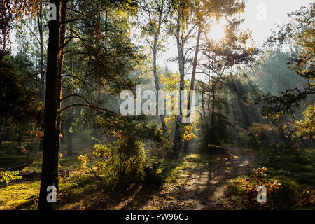 Lodz, Polonia. Il 14 ottobre 2018. Sunrise autunnali nella foresta. Credito: Slawomir Kowalewski/Alamy Live News Foto Stock