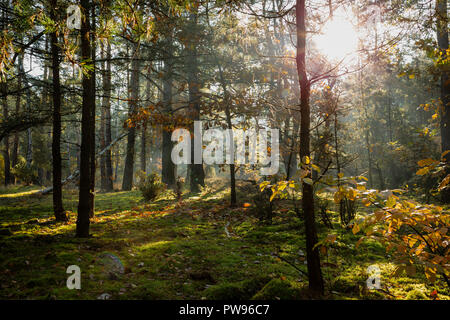 Lodz, Polonia. Il 14 ottobre 2018. Sunrise autunnali nella foresta. Credito: Slawomir Kowalewski/Alamy Live News Foto Stock