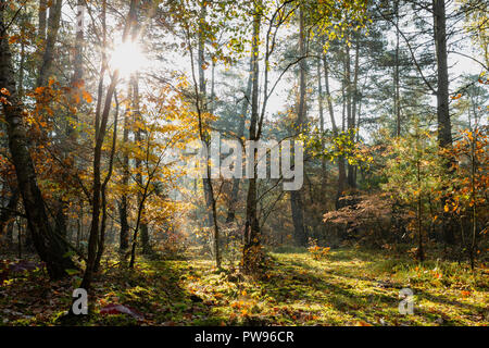 Lodz, Polonia. Il 14 ottobre 2018. Sunrise autunnali nella foresta. Credito: Slawomir Kowalewski/Alamy Live News Foto Stock