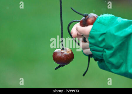 Southwick, UK. Il 14 ottobre 2018. Il dimensionamento di un conker su un giorno di gran pioggia a Southwick, East Midlands, Inghilterra, 14 ottobre 2018, per il 2018 junior world conker Championships. Credito: Michael Foley/Alamy Live News Foto Stock