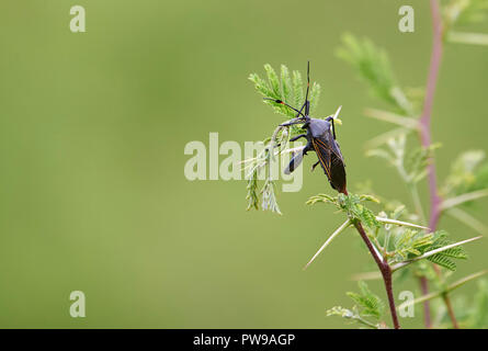 Giant Mesquite Bug (Thasus gigas) su una boccola di acacia, San Juan Cosala, Jalisco, Messico Foto Stock