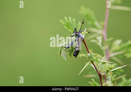 Giant Mesquite Bug (Thasus gigas) su una boccola di acacia, San Juan Cosala, Jalisco, Messico Foto Stock