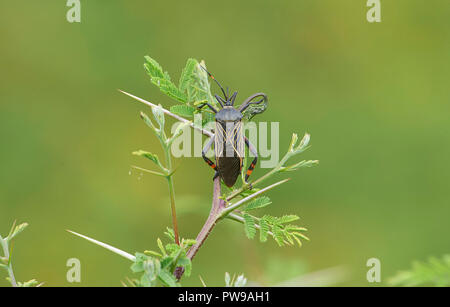 Giant Mesquite Bug (Thasus gigas) su una boccola di acacia, San Juan Cosala, Jalisco, Messico Foto Stock