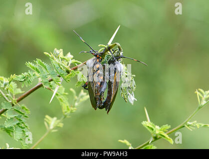 Due giganti di Mesquite Bugs (Thasus gigas) coniugata su una boccola di acacia, San Juan Cosala, Jalisco, Messico Foto Stock