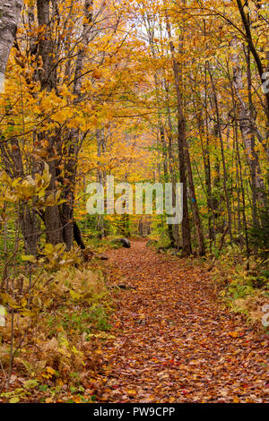 Il percorso su Vermont sentiero escursionistico a metà autunno Foto Stock