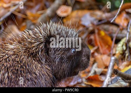 Porcupine sul sentiero escursionistico in Stowe Vermont Foto Stock
