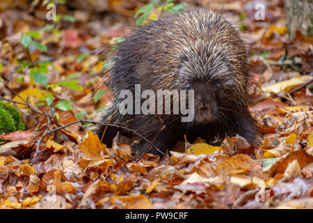 Porcupine sul sentiero escursionistico in Stowe Vermont Foto Stock