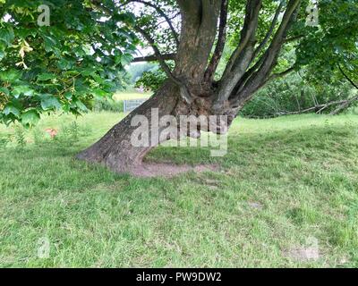 Lugubre profilo di albero che guarda goblin-simili, guardando nel terreno come se congelati che modo permanentemente Foto Stock