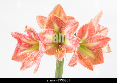 Molte fioriture di colore pesca Amaryllis. Foto Stock