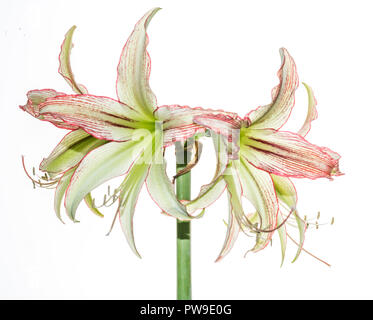 Molti fiorisce su da un unico stelo di evergreen Cybister Amaryllis. Foto Stock