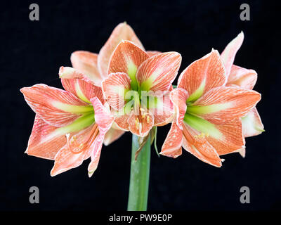 Molte fioriture di colore pesca Amaryllis. Foto Stock