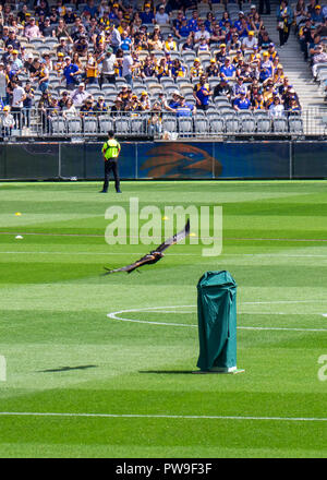 West Coast Eagles club di calcio Mascotte Auzzie cuneo tailed eagle battenti a Optus Stadium 2018 AFL finale preliminare Perth Western Australia. Foto Stock