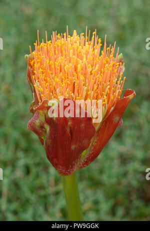 Snake Lily - Scadoxus puniceus dal Sud Africa Foto Stock