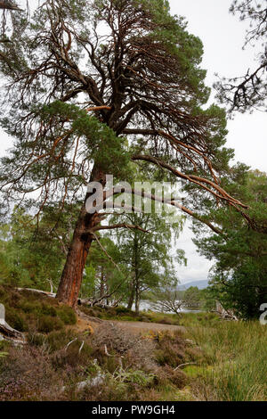 Pino silvestre Tree - Pinus sylvestris Loch un Eilein, Rothiemurchus foresta, Speyside, Scozia Foto Stock