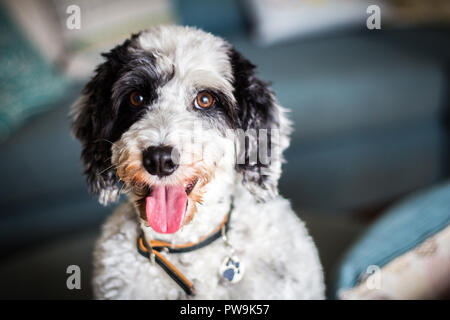 Bianco e Nero Cockapoo Foto Stock