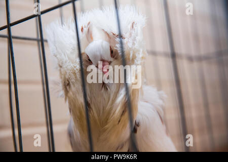 Il granaio di Pollame al grande New York State Fair, Agosto 27, 2015. Foto Stock