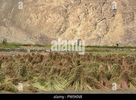 L'autunno raccolto di grano saraceno in il Balti villaggio di Turtuk, Valle di Nubra, Ladakh, India Foto Stock