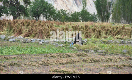 L'autunno raccolto di grano saraceno in il Balti villaggio di Turtuk, Valle di Nubra, Ladakh, India Foto Stock