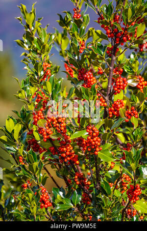 Holly Tree pesantemente caricato con luminosi di bacche rosse, Ariège, Pirenei francesi, Francia Foto Stock