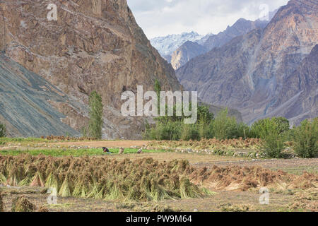 L'autunno raccolto di grano saraceno in il Balti villaggio di Turtuk, Valle di Nubra, Ladakh, India Foto Stock