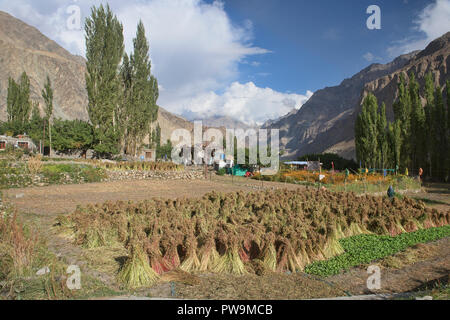 L'autunno raccolto di grano saraceno in il Balti villaggio di Turtuk, Valle di Nubra, Ladakh, India Foto Stock