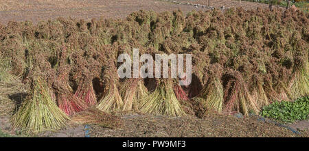 L'autunno raccolto di grano saraceno in il Balti villaggio di Turtuk, Valle di Nubra, Ladakh, India Foto Stock