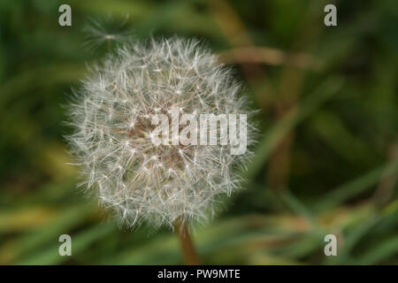 Close up di un fiore di tarassaco con semi Foto Stock