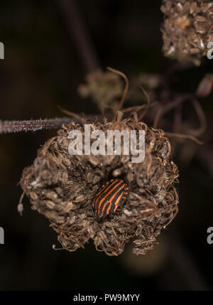 Shieldbug rivestito su un fiore Foto Stock