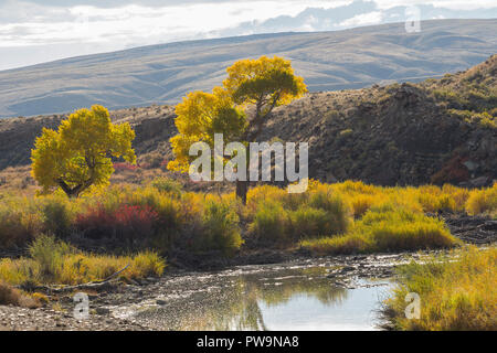 I colori autunnali e sulla North Platte River, Wyoming Foto Stock