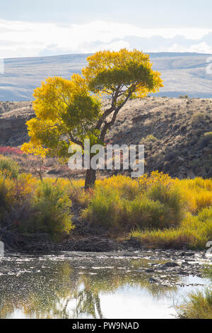 I colori autunnali e sulla North Platte River, Wyoming Foto Stock