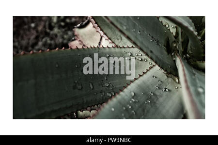 Close up di aloe di rugiada Foto Stock