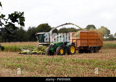 Claas Jaguar la mietitura del mais la macchina deve essere trainata da un trattore. Il raccolto, il raccolto, trincia semovente. Foto Stock