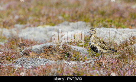 Un adulto Eurasian golden plover Pluvialis apricaria, vicino Eldborg cratere vulcanico, Islanda Foto Stock