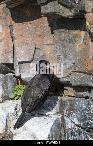 Adulto marangone dal ciuffo o il marangone dal ciuffo, Phalacrocorax aristotelis, sulla battuta di basalto vicino Stykkishhólmur, Islanda Foto Stock