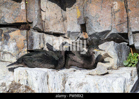 I capretti shags europea o il marangone dal ciuffo, Phalacrocorax aristotelis, sulla battuta di basalto vicino StykkishhÃ³lmur, Islanda Foto Stock