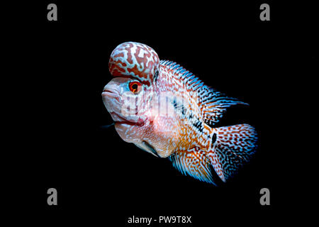 Cichlids pesce in bellissimi acquari per tornare indietro Foto Stock