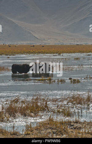 Yak sulla Karakoram Highway, Cina. Foto Stock