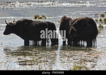 Yak sulla Karakoram Highway, Cina. Foto Stock