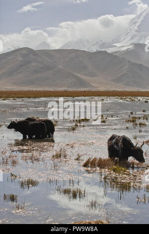 Yak sulla Karakoram Highway, Cina. Foto Stock