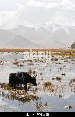 Yak sulla Karakoram Highway, Cina. Foto Stock