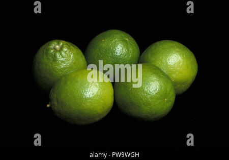 Raccolte TAHITIAN O persiano limette (Citrus latifolia) Foto Stock