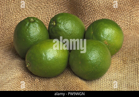 IMMAGINE STUDIO DI LIMES TAHITIANI O PERSIANI RACCOLTI (LATIFOLIA DI AGRUMI) SU HESIAN. Foto Stock